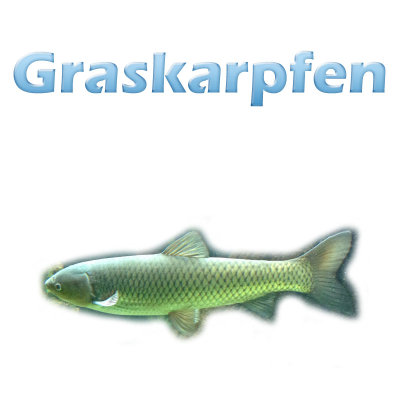 Der Graskarpfen Ctenopharyngodon Idella Teichfilter