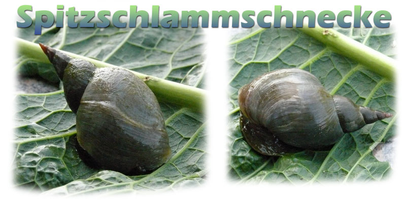 Die Spitzschlammschnecke, Spitzhornschnecke (lymnaea stagnalis